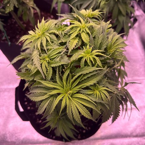 Jamaican Pearl #2 growlog timeline photo