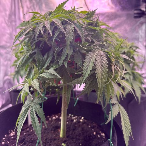 Jamaican Pearl #2 growlog timeline photo