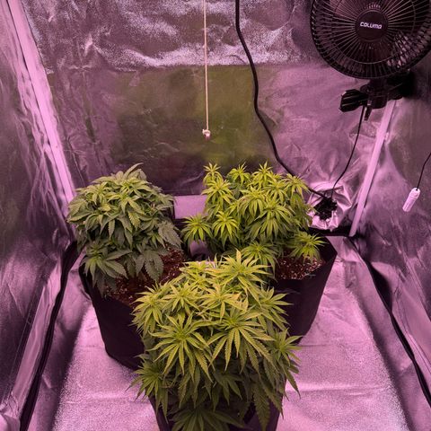 Jamaican Pearl #2 growlog timeline photo
