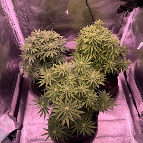 Mandarine Jam  growlog timeline photo