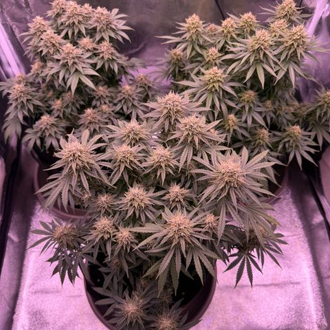 Jamaican Pearl #1 growlog timeline photo