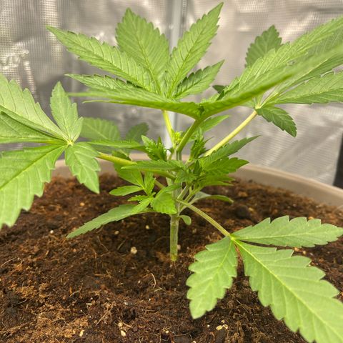 Purple Punch 1 growlog timeline photo