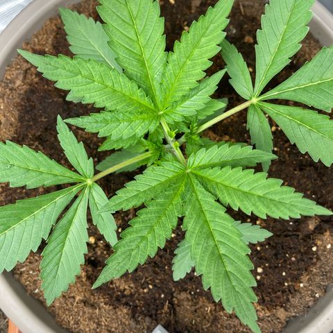 Purple Punch 1 growlog timeline photo