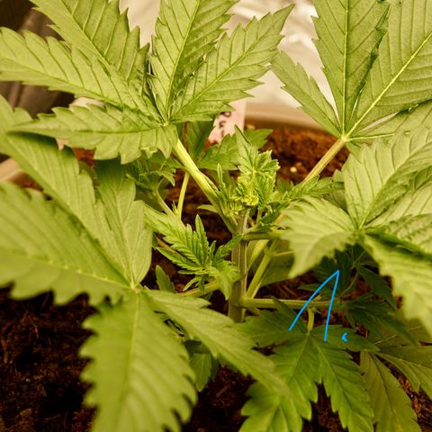 Purple Punch 1 growlog timeline photo
