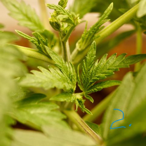 Purple Punch 1 growlog timeline photo