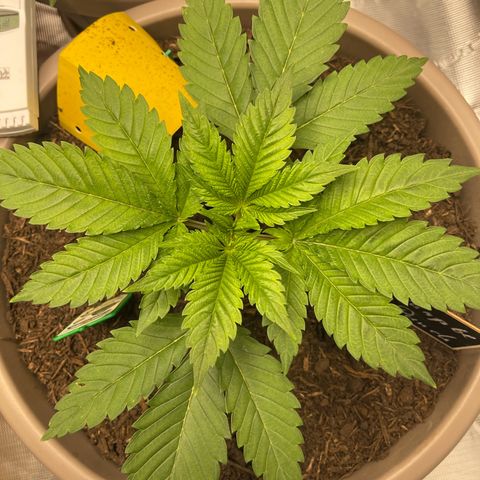 Purple Punch 1 growlog timeline photo