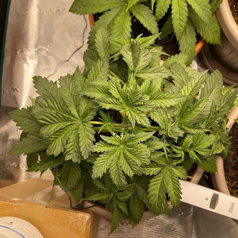 Purple Punch 1 growlog timeline photo