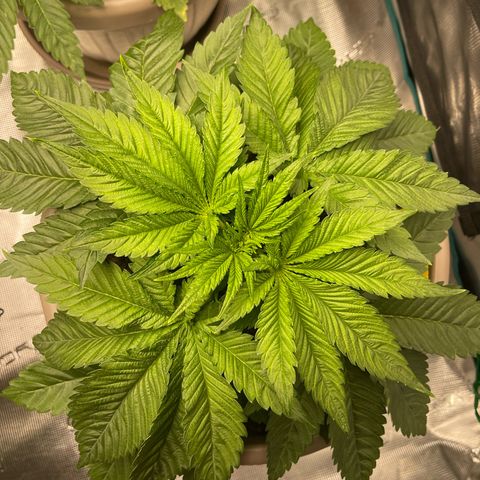 Purple Punch 1 growlog timeline photo