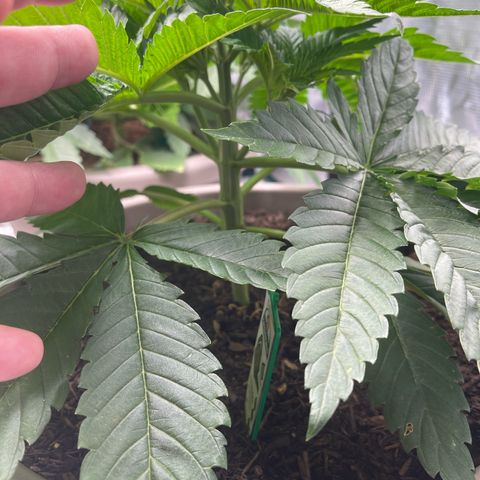Purple Punch 1 growlog timeline photo