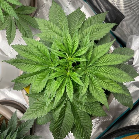 Purple Punch 1 growlog timeline photo