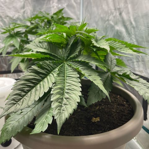 Purple Punch 1 growlog timeline photo