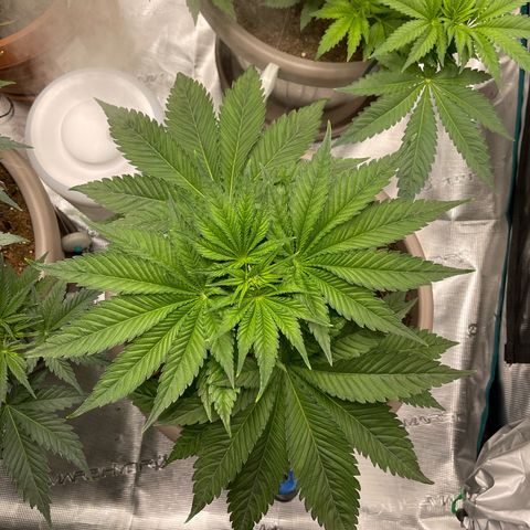 Purple Punch 1 growlog timeline photo