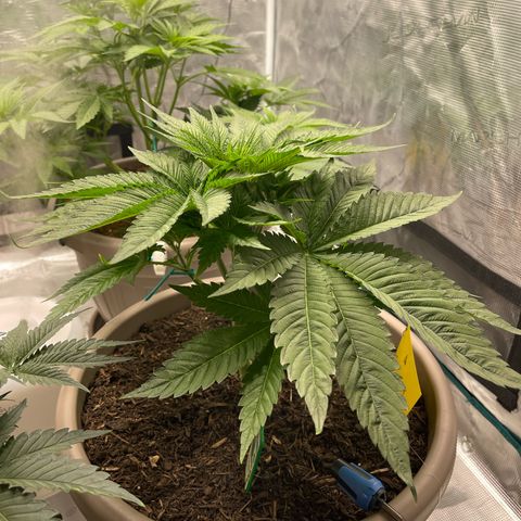Purple Punch 1 growlog timeline photo