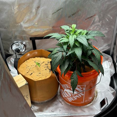 Kerosene Kermit growlog timeline photo