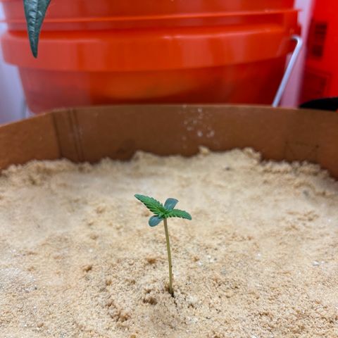 Kerosene Kermit growlog timeline photo