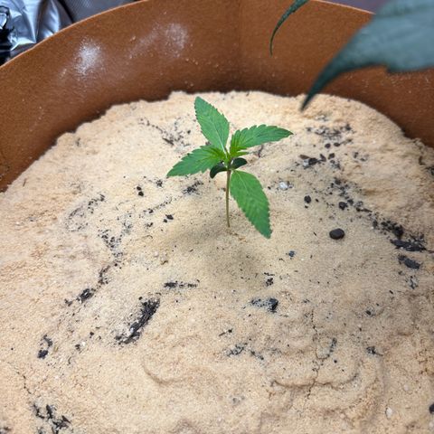 Kerosene Kermit growlog timeline photo