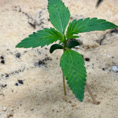 Kerosene Kermit growlog timeline photo