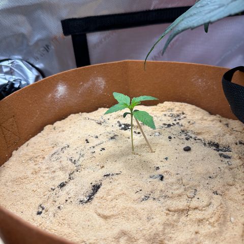 Kerosene Kermit growlog timeline photo