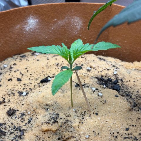 Kerosene Kermit growlog timeline photo