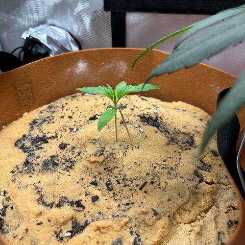 Kerosene Kermit growlog timeline photo