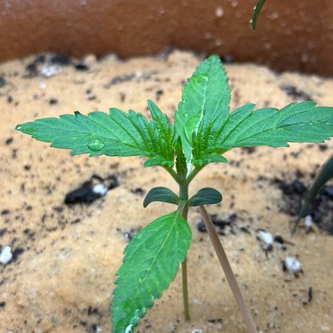 Kerosene Kermit growlog timeline photo