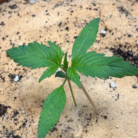 Kerosene Kermit growlog timeline photo