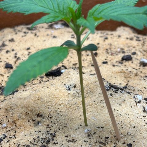 Kerosene Kermit growlog timeline photo