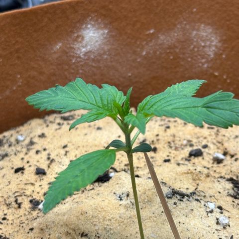 Kerosene Kermit growlog timeline photo