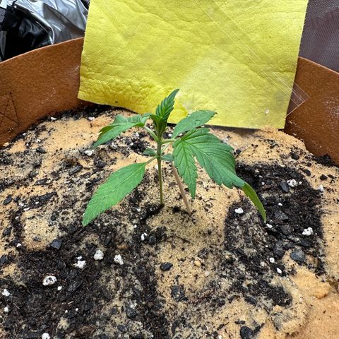 Kerosene Kermit growlog timeline photo