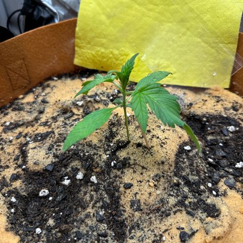 Kerosene Kermit growlog timeline photo
