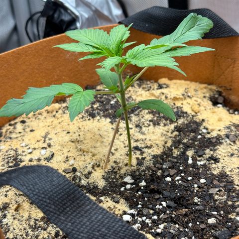 Kerosene Kermit growlog timeline photo