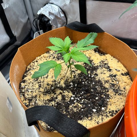 Kerosene Kermit growlog timeline photo