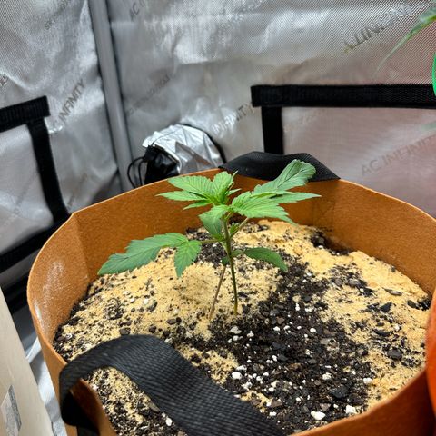 Kerosene Kermit growlog timeline photo