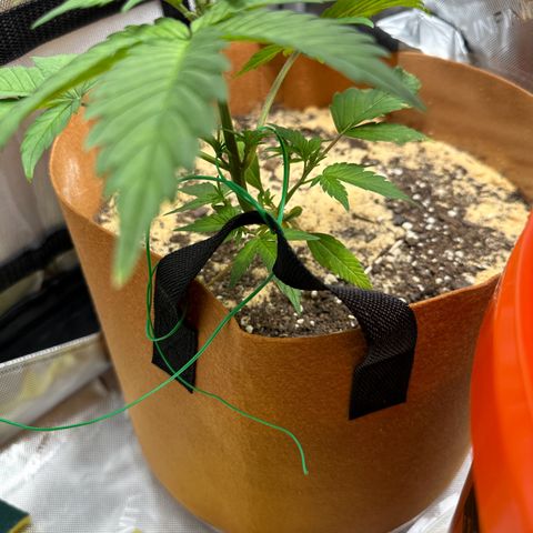 Kerosene Kermit growlog timeline photo