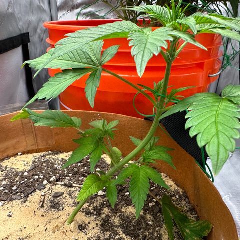 Kerosene Kermit growlog timeline photo