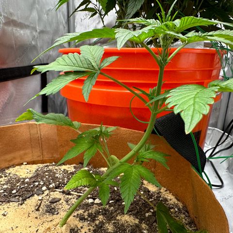 Kerosene Kermit growlog timeline photo