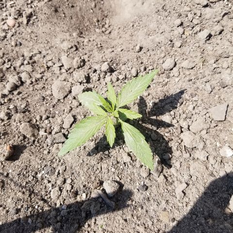 Northern lights  growlog timeline photo