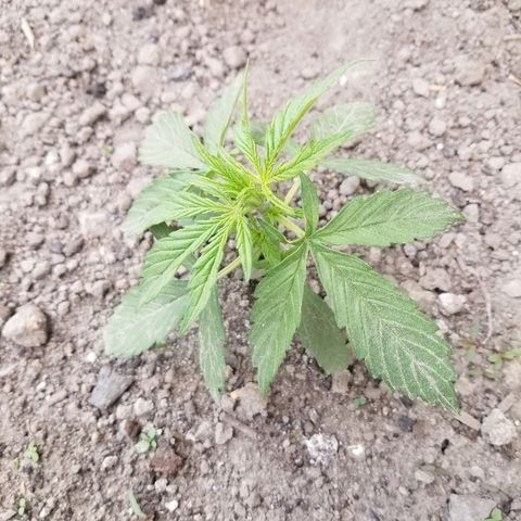 Northern lights  growlog timeline photo