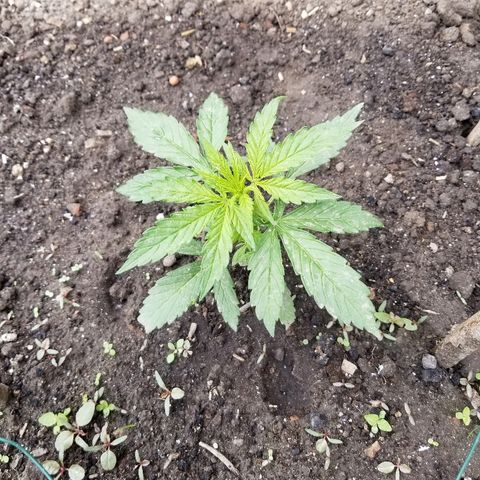 Northern lights  growlog timeline photo