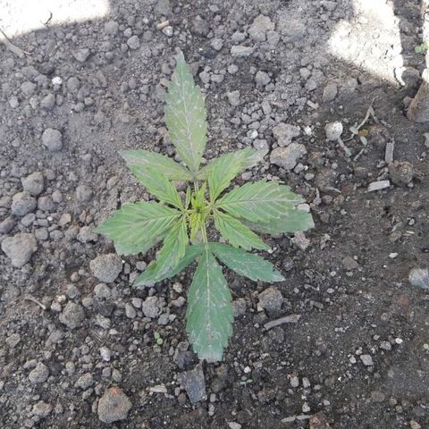 Northern lights  growlog timeline photo