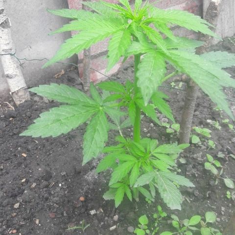 Northern lights  growlog timeline photo
