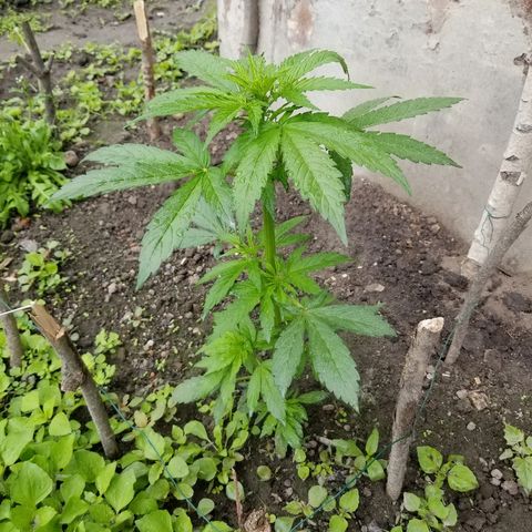 Northern lights  growlog timeline photo