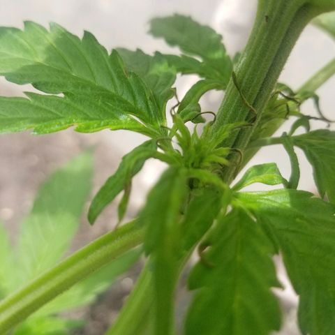 Northern lights  growlog photo: Перестарався з обробкою, тля зникла