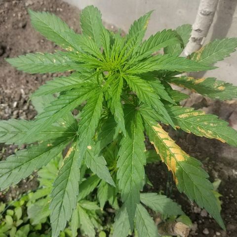 Northern lights  growlog photo: Перестарався з обробкою, тля зникла