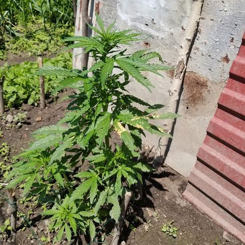 Northern lights  growlog timeline photo
