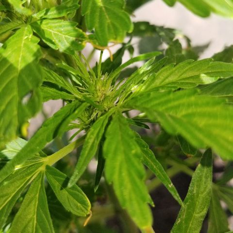Northern lights  growlog timeline photo