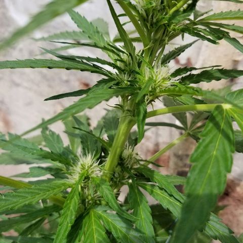 Northern lights  growlog timeline photo