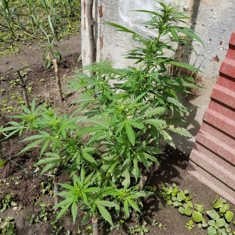 Northern lights  growlog timeline photo
