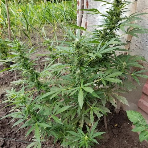Northern lights  growlog timeline photo