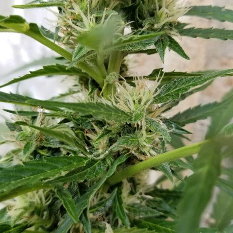 Northern lights  growlog timeline photo